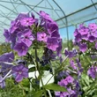 Kép 5/7 - Phlox paniculata 'Sweet Summer Ocean' – Bugás lángvirág