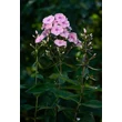Kép 1/4 - Phlox paniculata 'Sweet Summer Queen' - Bugás lángvirág
