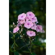 Kép 3/4 - Phlox paniculata 'Sweet Summer Queen' - Bugás lángvirág