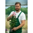 Kép 2/4 - Phlox paniculata 'Sweet Summer Queen' - Bugás lángvirág