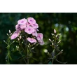 Kép 4/4 - Phlox paniculata 'Sweet Summer Queen' - Bugás lángvirág