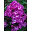 Kép 1/3 - Phlox paniculata 'Sweet Summer Surprise' – Bugás lángvirág