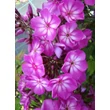 Kép 2/3 - Phlox paniculata 'Sweet Summer Surprise' – Bugás lángvirág