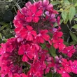 Kép 2/3 - Phlox paniculata 'Tequila Sunrise' – Bugás lángvirág