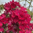 Kép 3/3 - Phlox paniculata 'Tequila Sunrise' – Bugás lángvirág
