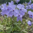 Kép 1/3 - Phlox stolonifera 'Blue Ridge' - Tarackos lángvirág