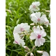 Kép 1/4 - Phlox subulata 'Amazing Grace' - Árlevelű lángvirág (fehér, piros szemmel)