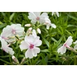 Kép 2/4 - Phlox subulata 'Amazing Grace' - Árlevelű lángvirág (fehér, piros szemmel) - képek rendelés vásárlás a Megyeri Szabolcs Kertészeti webáruházban.