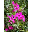 Kép 1/2 - Phlox subulata 'Atropurpurea' - Piros árlevelű lángvirág