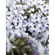 Kép 2/3 - Phlox subulata 'Bavaria' - Halványkék árlevelű lángvirág - képek rendelés vásárlás a Megyeri Szabolcs Kertészeti webáruházban.
