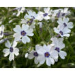 Kép 3/3 - Phlox subulata 'Bavaria' - Halványkék árlevelű lángvirág - képek rendelés vásárlás a Megyeri Szabolcs Kertészeti webáruházban.