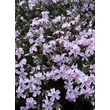 Kép 2/3 - Phlox subulata 'Candy Stripes' - Árlevelű lángvirág