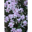 Kép 3/3 - Phlox subulata 'Candy Stripes' - Árlevelű lángvirág