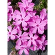 Kép 1/4 - Phlox subulata 'Drummond Pink' – Árlevelű lángvirág