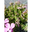 Kép 2/4 - Phlox subulata 'Drummond Pink' – Árlevelű lángvirág