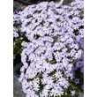 Kép 2/4 - Phlox subulata 'Fabulous Blue Dark Center' – Árlevelű lángvirág