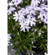Kép 3/4 - Phlox subulata 'Fabulous Blue Dark Center' – Árlevelű lángvirág