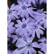 Kép 4/4 - Phlox subulata 'Fabulous Blue Dark Center' – Árlevelű lángvirág