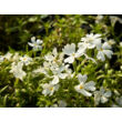 Kép 1/3 - Phlox subulata 'Fabulous White' – Árlevelű lángvirág