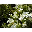 Kép 2/3 - Phlox subulata 'Fabulous White' – Árlevelű lángvirág - képek rendelés vásárlás a Megyeri Szabolcs Kertészeti webáruházban.