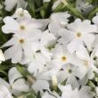 Kép 1/2 - Phlox subulata 'Fabulous White' – Árlevelű lángvirág