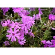 Kép 2/2 - Phlox subulata 'Fort Hill Deep Pink' – Árlevelű lángvirág - képek rendelés vásárlás a Megyeri Szabolcs Kertészeti webáruházban.