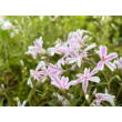 Kép 3/4 - Phlox subulata 'Kimono Pink White' - Fehér, rózsaszín árlevelű lángvirág - képek rendelés vásárlás a Megyeri Szabolcs Kertészeti webáruházban