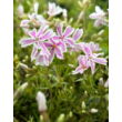 Kép 1/4 - Phlox subulata 'Kimono Pink White' - Fehér, rózsaszín árlevelű lángvirág