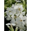 Kép 3/4 - Phlox subulata 'Maischnee' – Árlevelű lángvirág