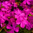 Kép 2/5 - Phlox subulata 'McDaniel's Cushion' - Sötét rózsaszín árlevelű lángvirág