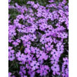 Kép 1/9 - Phlox subulata 'Purple Beauty' - Árlevelű lángvirág (bíborlila)
