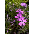Kép 3/5 - Phlox subulata 'Purple Beauty' - Árlevelű lángvirág (bíborlila) - képek rendelés vásárlás a Megyeri Szabolcs Kertészeti webáruházban.
