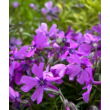 Kép 2/5 - Phlox subulata 'Purple Beauty' - Árlevelű lángvirág (bíborlila) - képek rendelés vásárlás a Megyeri Szabolcs Kertészeti webáruházban.