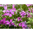 Kép 2/2 - Phlox subulata 'Samson' - Árlevelű lángvirág (lilás-piros) - képek rendelés vásárlás a Megyeri Szabolcs Kertészeti webáruházban.