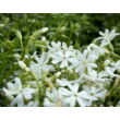 Kép 2/5 - Phlox subulata 'Snowflake' – Árlevelű lángvirág - képek rendelés vásárlás a Megyeri Szabolcs Kertészeti webáruházban.