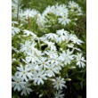 Kép 3/5 - Phlox subulata 'Snowflake' – Árlevelű lángvirág - képek rendelés vásárlás a Megyeri Szabolcs Kertészeti webáruházban.