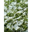 Kép 4/5 - Phlox subulata 'Snowflake' – Árlevelű lángvirág - képek rendelés vásárlás a Megyeri Szabolcs Kertészeti webáruházban.