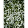 Kép 5/5 - Phlox subulata 'Snowflake' – Árlevelű lángvirág - képek rendelés vásárlás a Megyeri Szabolcs Kertészeti webáruházban.