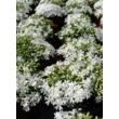 Kép 1/3 - Phlox subulata 'Snowflake' – Árlevelű lángvirág