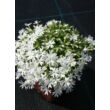 Kép 3/3 - Phlox subulata 'Snowflake' – Árlevelű lángvirág