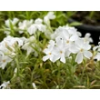Kép 2/4 - Phlox subulata 'White Delight' - Fehér árlevelű lángvirág - képek rendelés vásárlás a Megyeri Szabolcs Kertészeti webáruházban.