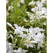 Kép 1/4 - Phlox subulata 'White Delight' - Fehér árlevelű lángvirág
