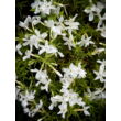Kép 3/4 - Phlox subulata 'White Delight' - Fehér árlevelű lángvirág - képek rendelés vásárlás a Megyeri Szabolcs Kertészeti webáruházban.