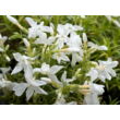 Kép 4/4 - Phlox subulata 'White Delight' - Fehér árlevelű lángvirág - képek rendelés vásárlás a Megyeri Szabolcs Kertészeti webáruházban.