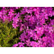 Kép 2/5 - Phlox subulata 'Zwergenteppich' - Árlevelű lángvirág (rózsaszín) - képek rendelés vásárlás a Megyeri Szabolcs Kertészeti webáruházban.