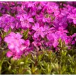 Kép 4/5 - Phlox subulata 'Zwergenteppich' - Árlevelű lángvirág (rózsaszín) - képek rendelés vásárlás a Megyeri Szabolcs Kertészeti webáruházban.