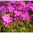 Kép 4/5 - Phlox subulata 'Zwergenteppich' - Árlevelű lángvirág (rózsaszín) - képek rendelés vásárlás a Megyeri Szabolcs Kertészeti webáruházban.