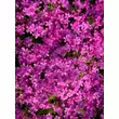 Kép 5/5 - Phlox subulata 'Zwergenteppich' - Árlevelű lángvirág (rózsaszín) - képek rendelés vásárlás a Megyeri Szabolcs Kertészeti webáruházban.