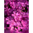 Kép 3/5 - Phlox subulata 'Zwergenteppich' - Árlevelű lángvirág (rózsaszín) - képek rendelés vásárlás a Megyeri Szabolcs Kertészeti webáruházban.