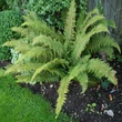 Kép 1/2 - Polystichum setiferum 'Herrenhausen' - Díszes vesepáfrány